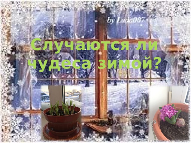   Случаются ли чудеса зимой?   