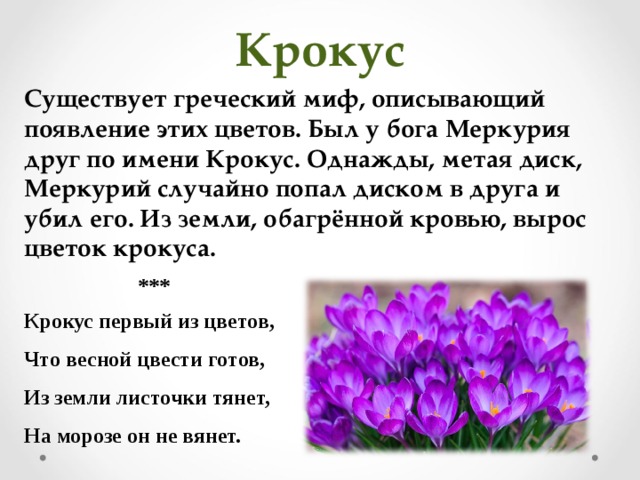 Крокус Существует греческий миф, описывающий появление этих цветов. Был у бога Меркурия друг по имени Крокус. Однажды, метая диск, Меркурий случайно попал диском в друга и убил его. Из земли, обагрённой кровью, вырос цветок крокуса. *** Крокус первый из цветов, Что весной цвести готов, Из земли листочки тянет, На морозе он не вянет.  