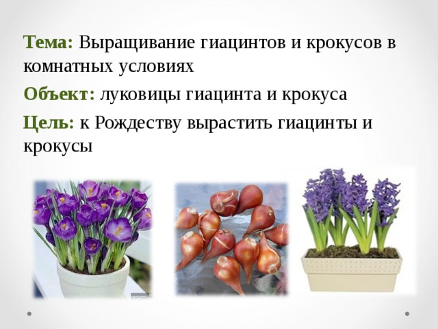 Тема:  Выращивание гиацинтов и крокусов в комнатных условиях Объект:  луковицы гиацинта и крокуса Цель: к Рождеству вырастить гиацинты и крокусы 