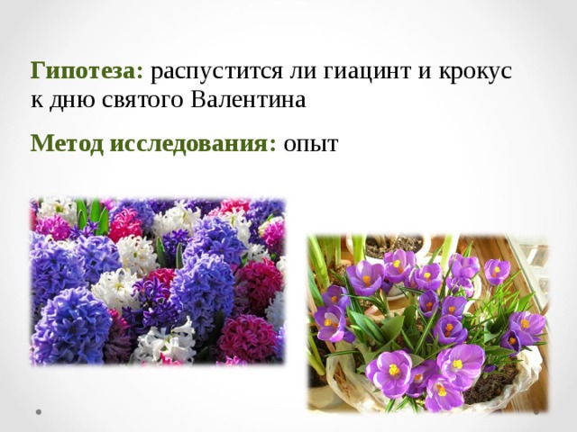 Гипотеза:  распустится ли гиацинт и крокус  к дню святого Валентина  Метод исследования:  опыт 