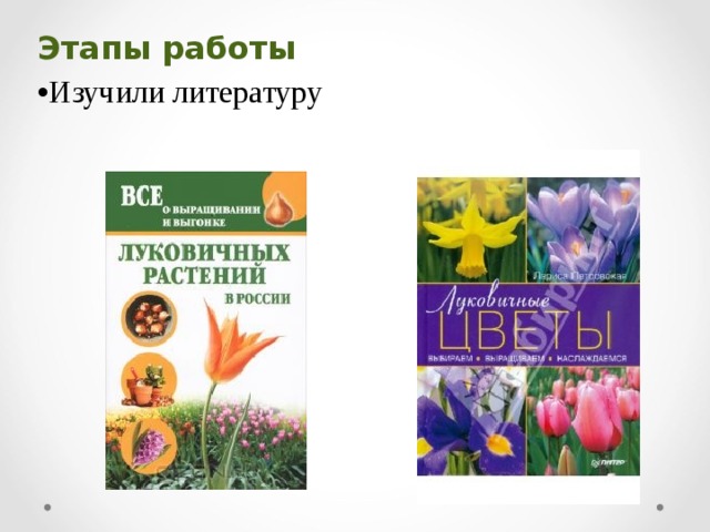 Этапы  работы Изучили литературу 