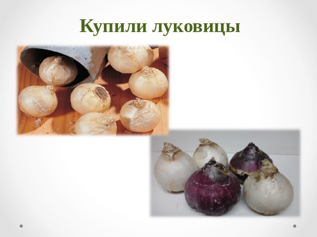 Купили луковицы   