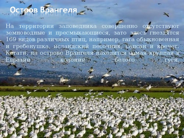 На территории заповедника совершенно отсутствуют земноводные и пресмыкающиеся, зато здесь гнездятся 169 видов различных птиц, например, гага обыкновенная и гребенушка, исландский песочник, сапсан и кречет. Кстати, на острове Врангеля находится самая крупная в Евразии колония белого гуся.   