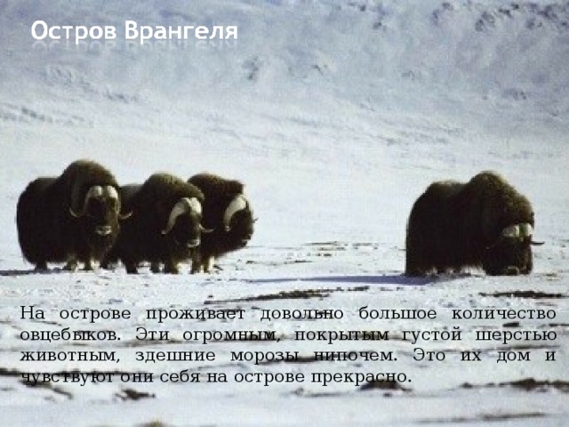 На острове проживает довольно большое количество овцебыков. Эти огромным, покрытым густой шерстью животным, здешние морозы нипочем. Это их дом и чувствуют они себя на острове прекрасно. 