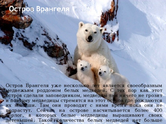 Остров Врангеля уже несколько лет является своеобразным медвежьим роддомом белых медведей. С тех пор как этот остров сделали заповедником, медведям там ничего не грозит и поэтому медведицы стремятся на этот остров где рождаются их малыши. Там они проводят с ними время пока они не подрастут. Сейчас на острове насчитывается более 400 берлог, в которых белые медведицы выращивают своих детенышей. Такой количества белых медведей нет больше нигде на нашей планете. 