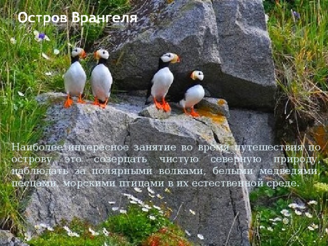Наиболее интересное занятие во время путешествия по острову это созерцать чистую северную природу, наблюдать за полярными волками, белыми медведями, песцами, морскими птицами в их естественной среде. 