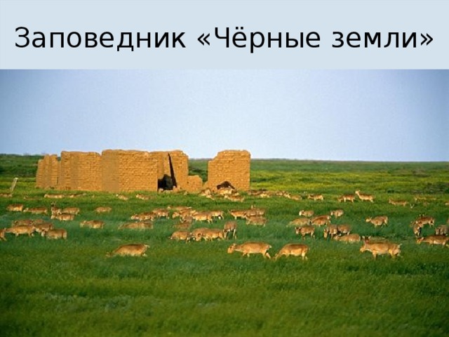Заповедник «Чёрные земли» 