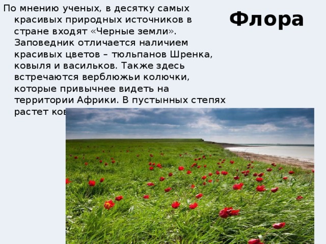Флора По мнению ученых, в десятку самых красивых природных источников в стране входят «Черные земли». Заповедник отличается наличием красивых цветов – тюльпанов Шренка, ковыля и васильков. Также здесь встречаются верблюжьи колючки, которые привычнее видеть на территории Африки. В пустынных степях растет ковыль, ромашки и полынь. 