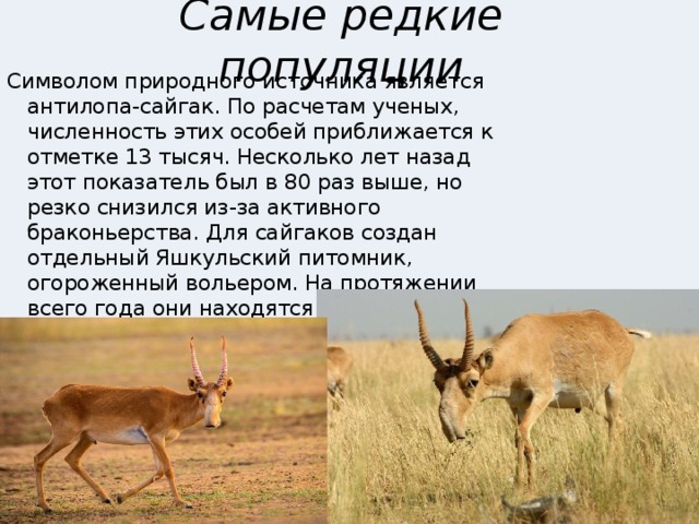 Самые редкие популяции Символом природного источника является антилопа-сайгак. По расчетам ученых, численность этих особей приближается к отметке 13 тысяч. Несколько лет назад этот показатель был в 80 раз выше, но резко снизился из-за активного браконьерства. Для сайгаков создан отдельный Яшкульский питомник, огороженный вольером. На протяжении всего года они находятся под охраной 