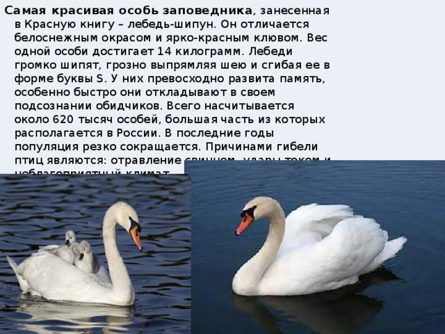 Самая красивая особь заповедника , занесенная в Красную книгу – лебедь-шипун. Он отличается белоснежным окрасом и ярко-красным клювом. Вес одной особи достигает 14 килограмм. Лебеди громко шипят, грозно выпрямляя шею и сгибая ее в форме буквы S. У них превосходно развита память, особенно быстро они откладывают в своем подсознании обидчиков. Всего насчитывается около 620 тысяч особей, большая часть из которых располагается в России. В последние годы популяция резко сокращается. Причинами гибели птиц являются: отравление свинцом, удары током и неблагоприятный климат. 