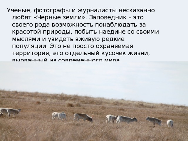 Ученые, фотографы и журналисты несказанно любят «Черные земли». Заповедник – это своего рода возможность понаблюдать за красотой природы, побыть наедине со своими мыслями и увидеть вживую редкие популяции. Это не просто охраняемая территория, это отдельный кусочек жизни, вырванный из современного мира. 