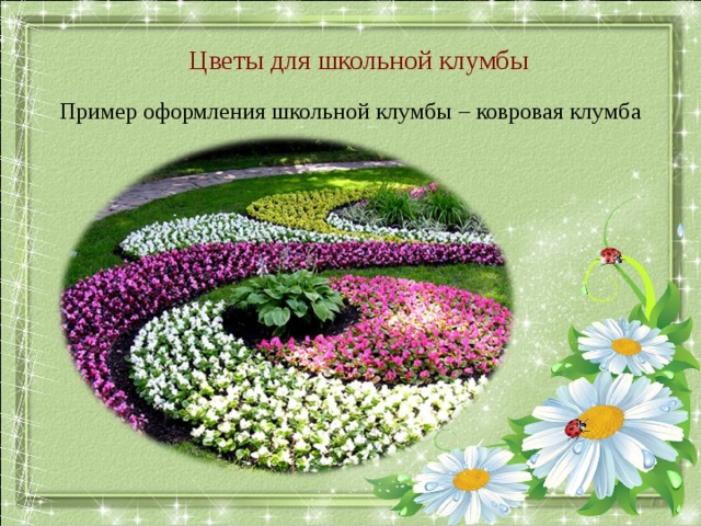 Цветы для школьной клумбы Пример оформления школьной клумбы – ковровая клумба 