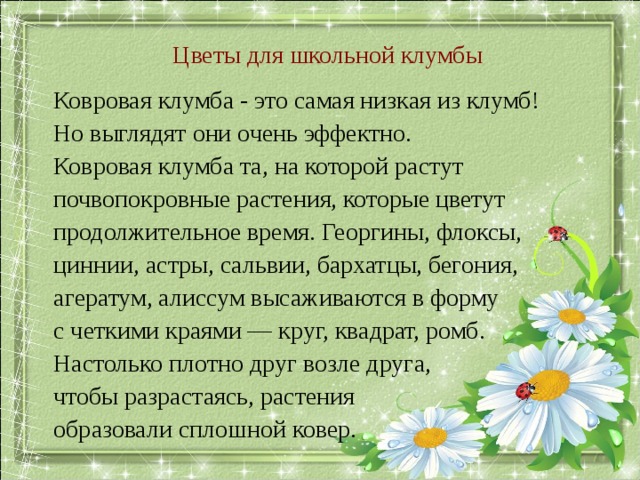 Цветы для школьной клумбы Ковровая клумба - это самая низкая из клумб! Но выглядят они очень эффектно. Ковровая клумба та, на которой растут почвопокровные растения, которые цветут продолжительное время. Георгины, флоксы, циннии, астры, сальвии, бархатцы, бегония, агератум, алиссум высаживаются в форму с четкими краями — круг, квадрат, ромб. Настолько плотно друг возле друга, чтобы разрастаясь, растения образовали сплошной ковер. 