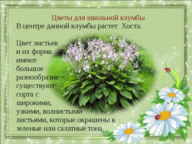Цветы для школьной клумбы В центре данной клумбы растет Хоста. Цвет листьев и их форма имеют большое разнообразие – существуют сорта с широкими, узкими, волнистыми листьями, которые окрашены в зеленые или салатные тона. 