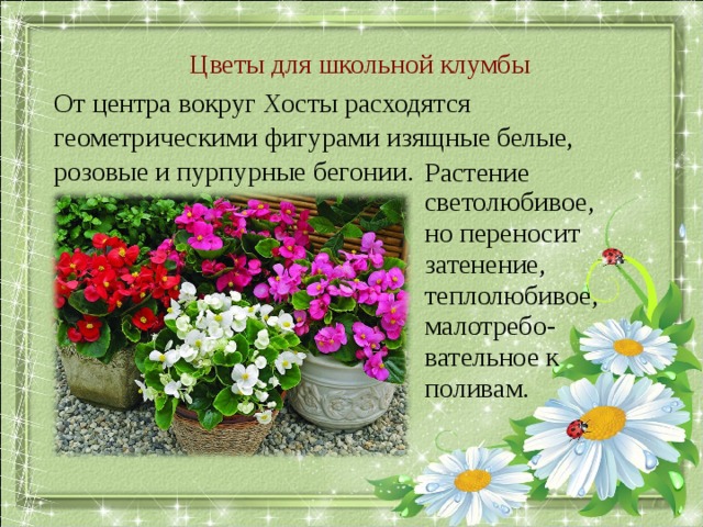 Цветы для школьной клумбы От центра вокруг Хосты расходятся геометрическими фигурами изящные белые, розовые и пурпурные бегонии. Растение светолюбивое, но переносит затенение, теплолюбивое, малотребо-вательное к поливам. 