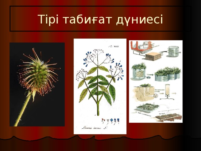 Тірі табиғат дүниесі 