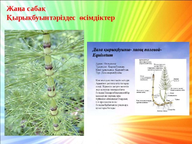 Жаңа сабақ Қырықбуынтәріздес өсімдіктер 