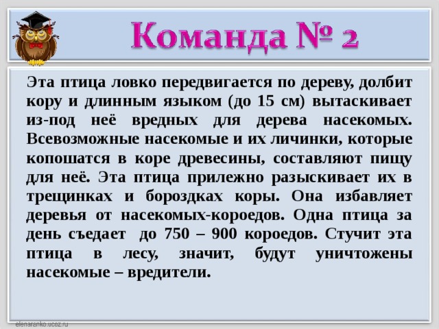 Эта птица ловко передвигается по дереву, долбит кору и длинным языком (до 15 см) вытаскивает из-под неё вредных для дерева насекомых. Всевозможные насекомые и их личинки, которые копошатся в коре древесины, составляют пищу для неё. Эта птица прилежно разыскивает их в трещинках и бороздках коры. Она избавляет деревья от насекомых-короедов. Одна птица за день съедает до 750 – 900 короедов. Стучит эта птица в лесу, значит, будут уничтожены насекомые – вредители.  