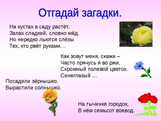 На кустах в саду растёт, Запах сладкий, словно мёд. Но нередко льются слёзы Тех, кто рвёт руками… Как зовут меня, скажи – Часто прячусь я во ржи, Скромный полевой цветок. Синеглазый … Посадили зёрнышко. Вырастили солнышко. На тычинке городок, В нём семьсот воевод. 