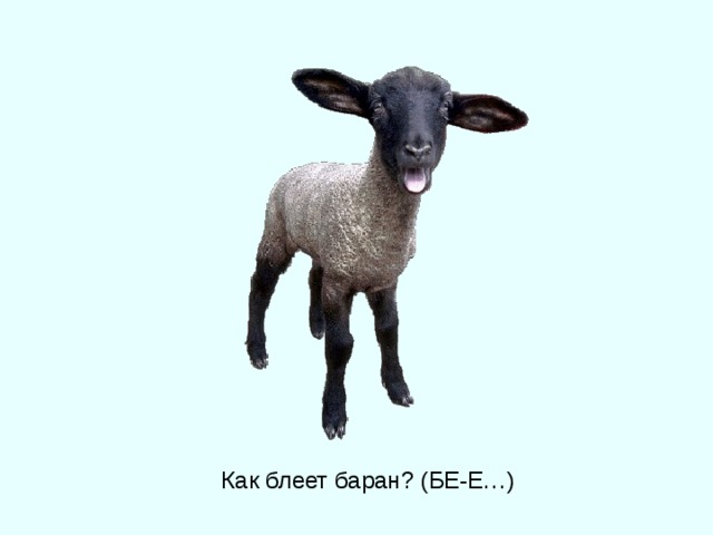 Как блеет баран? (БЕ-Е…) 