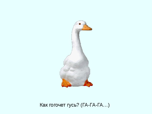 Как гогочет гусь? (ГА-ГА-ГА…) 