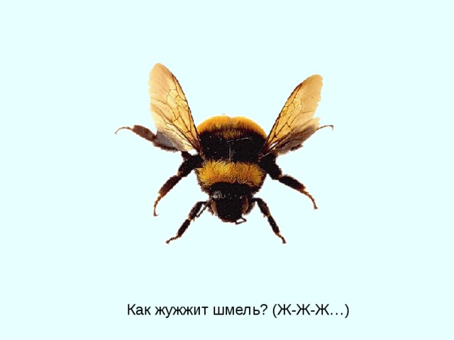 Как жужжит шмель? (Ж-Ж-Ж…) 