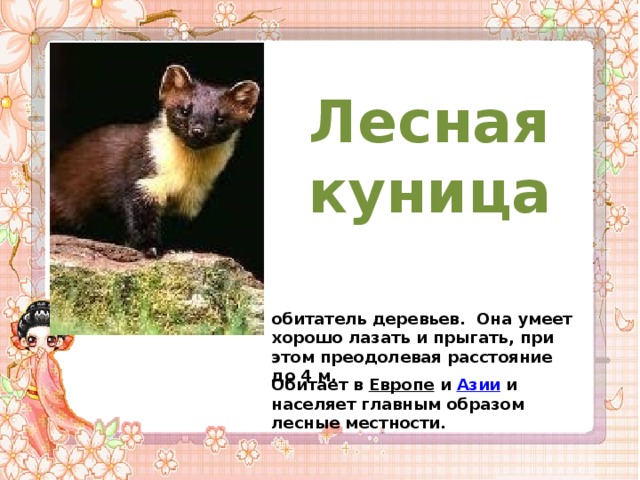 Лесная куница      Обитает в Европе и Азии и населяет главным образом лесные местности. обитатель деревьев. Она умеет хорошо лазать и прыгать, при этом преодолевая расстояние до 4 м. 