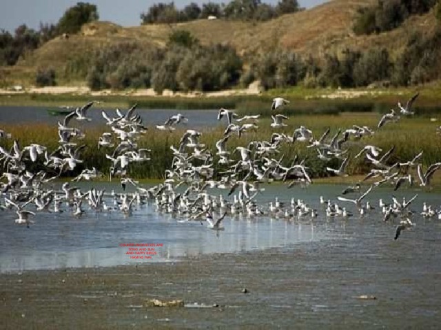 Country mornings are  Song and sun  And happy birds  Having fun    