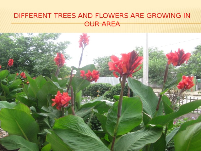 Different trees and flowers are growing in our area 