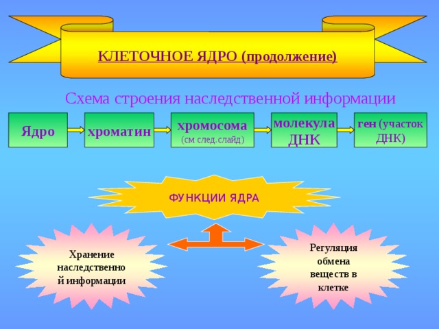 КЛЕТОЧНОЕ ЯДРО (продолжение)  Схема строения наследственной информации молекула ген (участок хромосома хроматин Ядро (см след.слайд) ДНК ДНК) ФУНКЦИИ ЯДРА Хранение наследственной информации Регуляция обмена веществ в клетке 