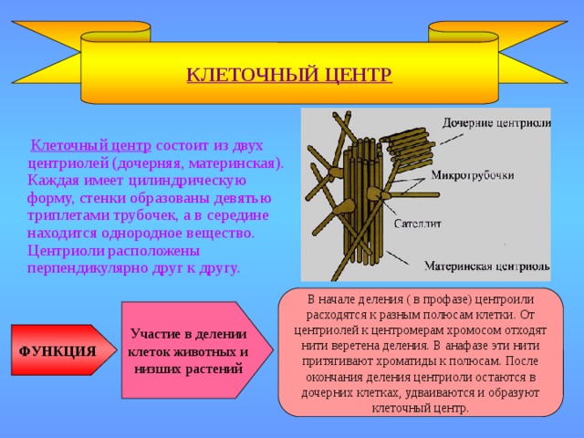 КЛЕТОЧНЫЙ ЦЕНТР  Клеточный центр состоит из двух центриолей (дочерняя, материнская). Каждая имеет цилиндрическую форму, стенки образованы девятью триплетами трубочек, а в середине находится однородное вещество. Центриоли расположены перпендикулярно друг к другу. В начале деления ( в профазе) центроили расходятся к разным полюсам клетки. От центриолей к центромерам хромосом отходят нити веретена деления. В анафазе эти нити притягивают хроматиды к полюсам. После окончания деления центриоли остаются в дочерних клетках, удваиваются и образуют клеточный центр. Участие в делении клеток животных и низших растений ФУНКЦИЯ 