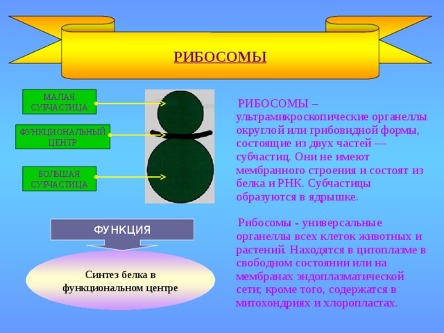 РИБОСОМЫ  РИБОСОМЫ – ультрамикроскопические органеллы округлой или грибовидной формы, состоящие из двух частей — субчастиц. Они не имеют мембранного строения и состоят из белка и РНК. Субчастицы образуются в ядрышке. МАЛАЯ СУБЧАСТИЦА ФУНКЦИОНАЛЬНЫЙ ЦЕНТР БОЛЬШАЯ СУБЧАСТИЦА  Рибосомы - универсальные органеллы всех клеток животных и растений. Находятся в цитоплазме в свободном состоянии или на мембранах эндоплазматической сети; кроме того, содержатся в митохондриях и хлоропластах. ФУНКЦИЯ Синтез белка в функциональном центре 