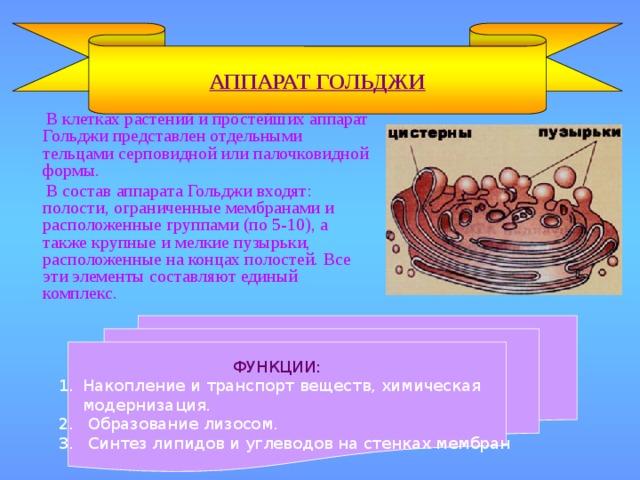 АППАРАТ ГОЛЬДЖИ  В клетках растений и простейших аппарат Гольджи представлен отдельными тельцами серповидной или палочковидной формы.  В состав аппарата Гольджи входят: полости, ограниченные мембранами и расположенные группами (по 5-10), а также крупные и мелкие пузырьки, расположенные на концах полостей. Все эти элементы составляют единый комплекс.  ФУНКЦИИ: Накопление и транспорт веществ, химическая  модернизация.  Образование лизосом.  Синтез липидов и углеводов на стенках мембран 