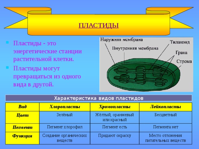 ПЛАСТИДЫ Пластиды - это энергетические станции растительной клетки. Пластиды могут превращаться из одного вида в другой. Характеристика видов пластидов Вид Хлоропласты Цвет Хромопласты Пегмент Зелёный Лейкопласты Функция Жёлтый, оранжевый или красный Пегмент хлорофил Пегмент есть Создание органических веществ Бесцветный Пегмента нет Придают окраску Место отложения питательных веществ 