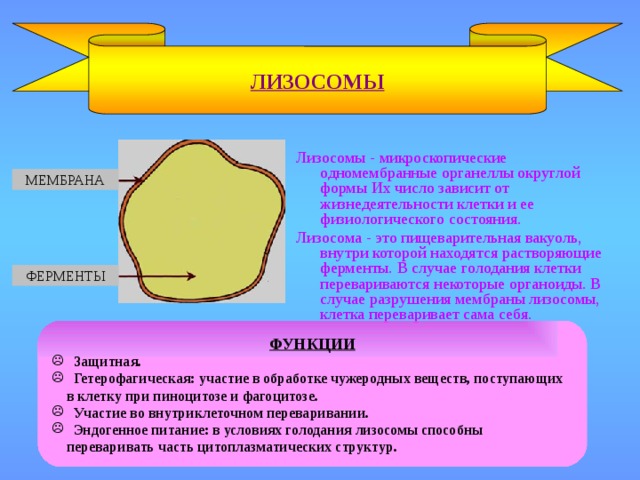 ЛИЗОСОМЫ Лизосомы - микроскопические одномембранные органеллы округлой формы Их число зависит от жизнедеятельности клетки и ее физиологического состояния. Лизосома - это пищеварительная вакуоль, внутри которой находятся растворяющие ферменты. В случае голодания клетки перевариваются некоторые органоиды. В случае разрушения мембраны лизосомы, клетка переваривает сама себя. МЕМБРАНА ФЕРМЕНТЫ ФУНКЦИИ  Защитная.  Гетерофагическая: участие в обработке чужеродных веществ, поступающих в клетку при пиноцитозе и фагоцитозе.  Участие во внутриклеточном переваривании.  Эндогенное питание: в условиях голодания лизосомы способны переваривать часть цитоплазматических структур. 