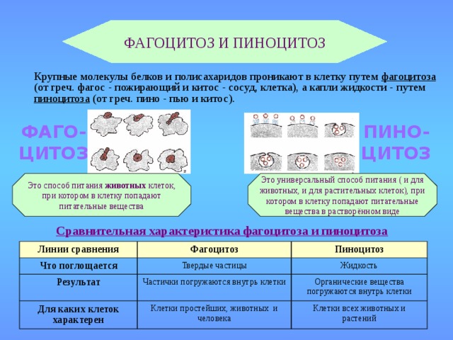 ФАГОЦИТОЗ И ПИНОЦИТОЗ  Крупные молекулы белков и полисахаридов проникают в клетку путем фагоцитоза (от греч. фагос - пожирающий и китос - сосуд, клетка), а капли жидкости - путем пиноцитоза (от греч. пино - пью и китос). ФАГО- ПИНО- ЦИТОЗ ЦИТОЗ Это способ питания животных клеток, при котором в клетку попадают питательные вещества Это универсальный способ питания ( и для животных, и для растительных клеток), при котором в клетку попадают питательные вещества в растворённом виде Сравнительная характеристика фагоцитоза и пиноцитоза Линии сравнения Что поглощается Фагоцитоз Пиноцитоз Твердые частицы Результат Жидкость Для каких клеток характерен Частички погружаются внутрь клетки Органические вещества погружаются внутрь клетки Клетки простейших, животных и человека Клетки всех животных и растений 