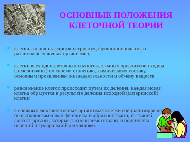 ОСНОВНЫЕ ПОЛОЖЕНИЯ  КЛЕТОЧНОЙ ТЕОРИИ клетка - основная единица строения, функционирования и развития всех живых организмов; клетки всех одноклеточных и многоклеточных организмов сходны (гомологичны) по своему строению, химическому составу, основным проявлениям жизнедеятельности и обмену веществ; размножение клеток происходит путем их деления, каждая новая клетка образуется в результате деления исходной (материнской) клетки; в сложных многоклеточных организмах клетки специализированы по выполняемым ими функциям и образуют ткани; из тканей состоят органы, которые тесно взаимосвязаны и подчинены нервной и гуморальной регуляциям.  
