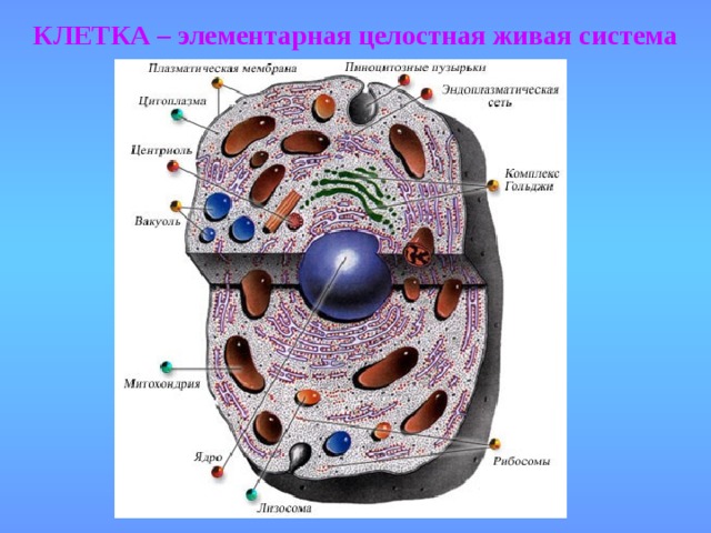 КЛЕТКА – элементарная целостная живая система 