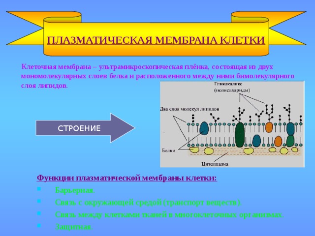 ПЛАЗМАТИЧЕСКАЯ МЕМБРАНА КЛЕТКИ  Клеточная мембрана – ультрамикроскопическая плёнка, состоящая из двух мономолекулярных слоев белка и расположенного между ними бимолекулярного слоя липидов. СТРОЕНИЕ Функции плазматической мембраны клетки: Барьерная. Связь с окружающей средой (транспорт веществ). Связь между клетками тканей в многоклеточных организмах. Защитная. 
