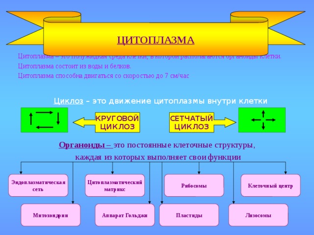 КРУГОВОЙ ЦИКЛОЗ ЦИТОПЛАЗМА  Цитоплазма – это полужидкая среда клетки, в которой располагаются органоиды клетки.  Цитоплазма состоит из воды и белков.  Цитоплазма способна двигаться со скоростью до 7 см/час Циклоз – это движение цитоплазмы внутри клетки СЕТЧАТЫЙ ЦИКЛОЗ Органоиды – это постоянные клеточные структуры, каждая из которых выполняет свои функции Клеточный центр Рибосомы Цитоплазматический Эндоплазматическая матрикс сеть Митохондрии Пластиды Лизосомы Аппарат Гольджи 