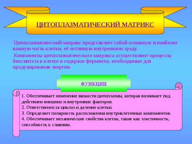 ЦИТОПЛАЗМАТИЧЕСКИЙ МАТРИКС  Цитоплазматический матрикс представляет собой основную и наиболее важную часть клетки, её истинную внутреннюю среду.  Компоненты цитоплазматического матрикса осуществляют процессы биосинтеза в клетке и содержат ферменты, необходимые для продуцирования энергии. ФУНКЦИИ 1. Обеспечивает изменение вязкости цитоплазмы, которая возникает под действием внешних и внутренних факторов. 2. Ответственен за циклоз и деление клетки. 3. Определяет полярность расположения внутриклеточных компонентов. 4. Обеспечивает механические свойства клеток, такие как эластичность, способность к слиянию. 