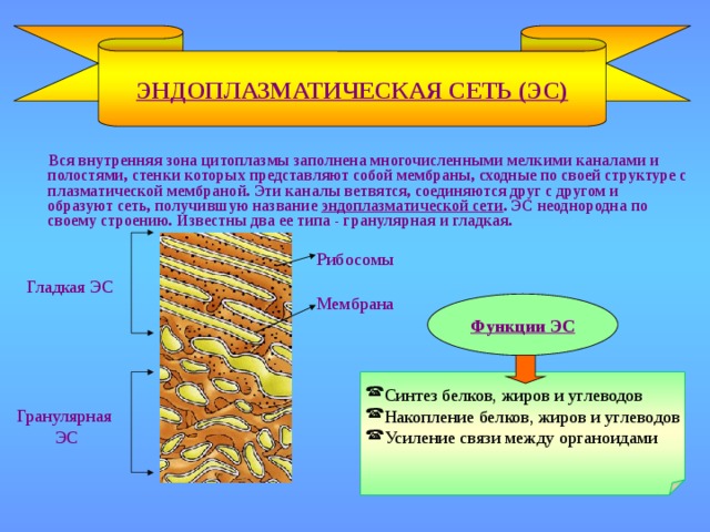 ЭНДОПЛАЗМАТИЧЕСКАЯ СЕТЬ (ЭС)  Вся внутренняя зона цитоплазмы заполнена многочисленными мелкими каналами и полостями, стенки которых представляют собой мембраны, сходные по своей структуре с плазматической мембраной. Эти каналы ветвятся, соединяются друг с другом и образуют сеть, получившую название эндоплазматической сети . ЭС неоднородна по своему строению. Известны два ее типа - гранулярная и гладкая. Рибосомы Гладкая ЭС Мембрана Функции ЭС Синтез белков, жиров и углеводов Накопление белков, жиров и углеводов Усиление связи между органоидами Гранулярная  ЭС 