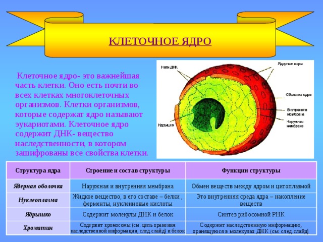 КЛЕТОЧНОЕ ЯДРО  Клеточное ядро- это важнейшая часть клетки. Оно есть почти во всех клетках многоклеточных организмов. Клетки организмов, которые содержат ядро называют эукариотами. Клеточное ядро содержит ДНК- вещество наследственности, в котором зашифрованы все свойства клетки. Структура ядра Ядерная оболочка Строение и состав структуры Функции структуры Наружная и внутренняя мембрана Нуклеоплазма Ядрышко Обмен веществ между ядром и цитоплазмой Жидкое вещество, в его составе – белки , ферменты, нуклеиновые кислоты Хроматин Это внутренняя среда ядра – накопление веществ Содержит молекулы ДНК и белок Синтез рибосомной РНК Содержит хромосомы (см. цепь хранения наследственной информации, след.слайд) и белок Содержит наследственную информацию, хранящуюся в молекулах ДНК (см. след.слайд) 