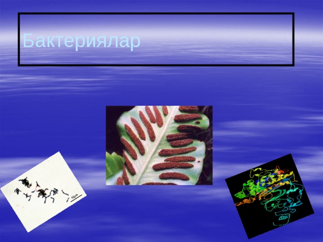 Бактериялар 