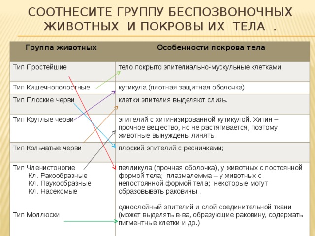 Соотнесите группу беспозвоночных животных и покровы их тела . Группа животных Особенности покрова тела Тип Простейшие  тело покрыто эпителиально-мускульные клетками Тип Кишечнополостные кутикула (плотная защитная оболочка) Тип Плоские черви клетки эпителия выделяют слизь. Тип Круглые черви эпителий с хитинизированной кутикулой. Хитин – прочное вещество, но не растягивается, поэтому животные вынуждены линять Тип Кольчатые черви Тип Членистоногие плоский эпителий с ресничками;  Кл. Ракообразные пелликула (прочная оболочка), у животных с постоянной формой тела; плазмалемма – у животных с непостоянной формой тела; некоторые могут образовывать раковины .  Кл. Паукообразные  Кл. Насекомые однослойный эпителий и слой соединительной ткани (может выделять в-ва, образующие раковину, содержать пигментные клетки и др.) Тип Моллюски 