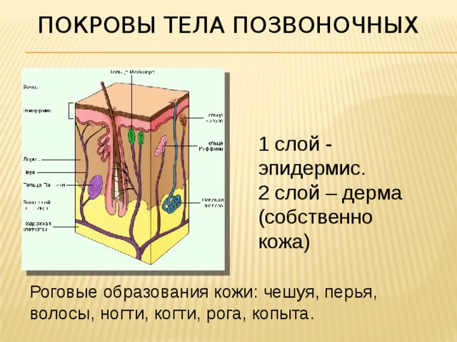 ПОКРОВЫ ТЕЛА ПОЗВОНОЧНЫХ   1 слой - эпидермис. 2 слой – дерма (собственно кожа) Роговые образования кожи: чешуя, перья, волосы, ногти, когти, рога, копыта. 