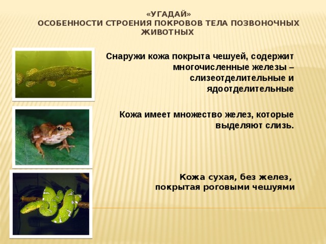 «Угадай»  Особенности строения покровов тела позвоночных животных  Снаружи кожа покрыта чешуей, содержит многочисленные железы – слизеотделительные и ядоотделительные  Кожа имеет множество желез, которые выделяют слизь.   Кожа сухая, без желез,  покрытая роговыми чешуями 