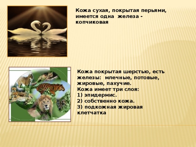 Кожа сухая, покрытая перьями, имеется одна железа - копчиковая Кожа покрытая шерстью, есть железы: млечные, потовые,  жировые, пахучие.  Кожа имеет три слоя:  1) эпидермис.  2) собственно кожа.  3) подкожная жировая клетчатка 