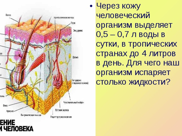 Через кожу человеческий организм выделяет 0,5 – 0,7 л воды в сутки, в тропических странах до 4 литров в день. Для чего наш организм испаряет столько жидкости? 