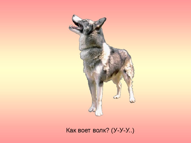 Как воет волк? (У-У-У..) 